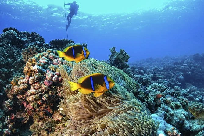 Buceo en Isla Catalina - 2
