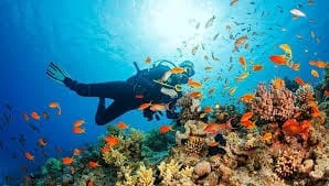 Buceo en Isla Catalina - 4