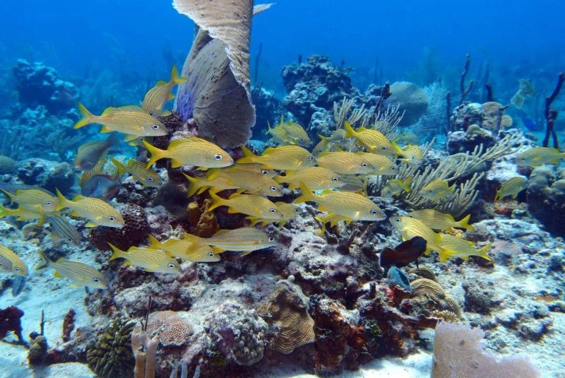 Isla Catalina - 12