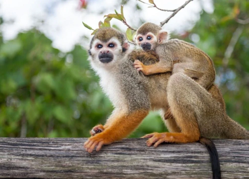 Monkeyland Punta Cana - 1